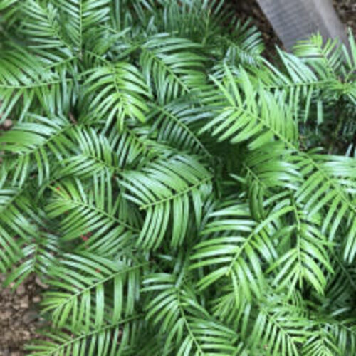Yew, Cephalotaxus harringtonia 'Scott Wallace' Japanese Plum Yew 5G