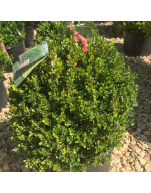 Boxwood, Little Missy, Buxus microphylla Little Missy PP 24,703, #2