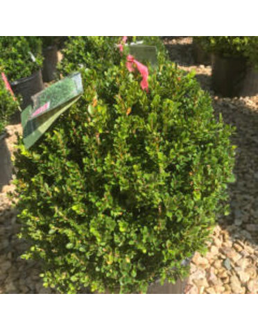 Boxwood, Little Missy, Buxus microphylla Little Missy PP 24,703, #2