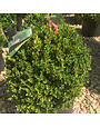 Boxwood, Little Missy, Buxus microphylla Little Missy PP 24,703, #2