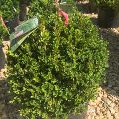 Boxwood, Little Missy, Buxus microphylla Little Missy PP 24,703, #2
