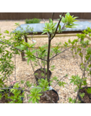 Vitex agnus-castus 'Shoal Creek'
