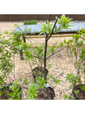 Vitex agnus-castus 'Shoal Creek'