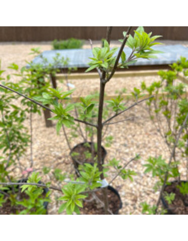 Vitex agnus-castus 'Shoal Creek'