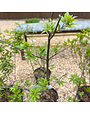 Vitex agnus-castus 'Shoal Creek'