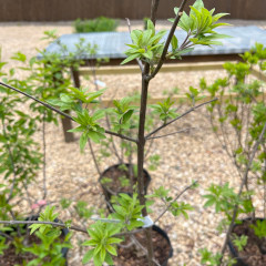 Vitex agnus-castus 'Shoal Creek'