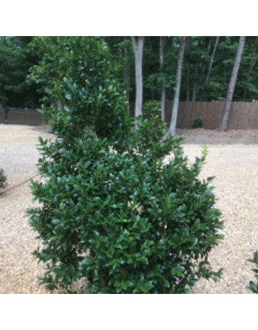 Holly, 'Virginia', Ilex x altaclerensis 'Virginia' 15G HOLLY TREE FORM