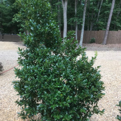 Holly, 'Virginia', Ilex x altaclerensis 'Virginia' 15G HOLLY TREE FORM