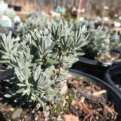 Lavandula Lavender 'SuperBlue' 4 Qt