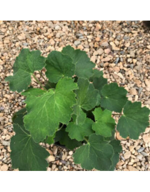 Heuchera  Coral Bells 'Autumn Bride' 2 Gal -native