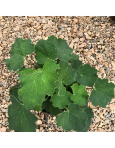 Heuchera  Coral Bells 'Autumn Bride' 1 G -native