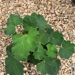 Heuchera  Coral Bells 'Autumn Bride' 2 Gal -native