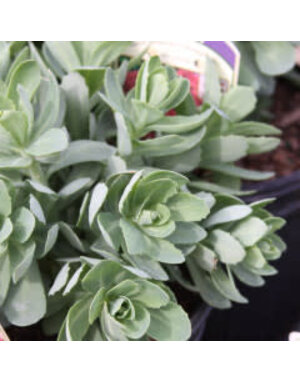 Stonecrop, Hylotelephium telephium 'Autumn Joy' Sedum (Upright) 1G