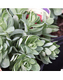 Stonecrop, Hylotelephium telephium 'Autumn Joy' Sedum (Upright) 1G