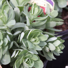 Stonecrop, Hylotelephium telephium 'Autumn Joy' Sedum (Upright) 1G