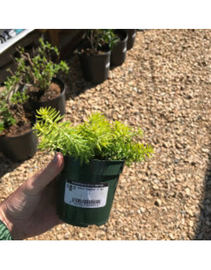 Stonecrop, Sedum rupestre 'Angelina' (Groundcover) 1G