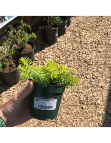 Sedum rupestre 'Angelina' 1G