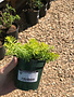 Stonecrop, Sedum rupestre 'Angelina' (Groundcover) 1G