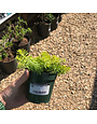 Sedum rupestre 'Angelina' 1G