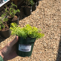 Sedum rupestre 'Angelina' 1G