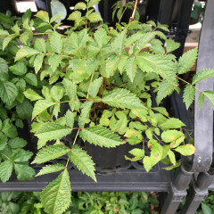 Astilbe x arendsii Bridal Veil® 1G