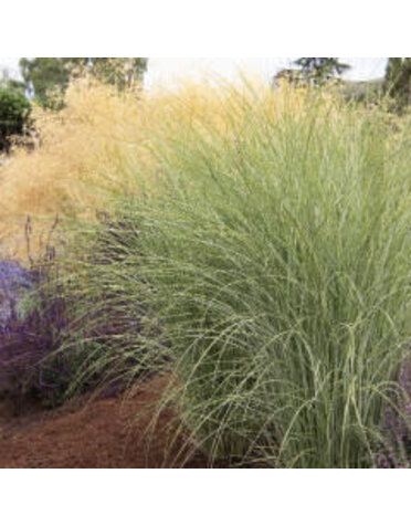 Morning Light Maiden Grass 3G-- Miscanthus sinensis 'Morning Light'