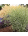 Morning Light Maiden Grass 3G-- Miscanthus sinensis 'Morning Light'