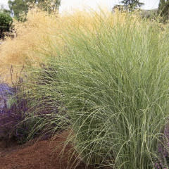 Morning Light Maiden Grass 3G-- Miscanthus sinensis 'Morning Light'