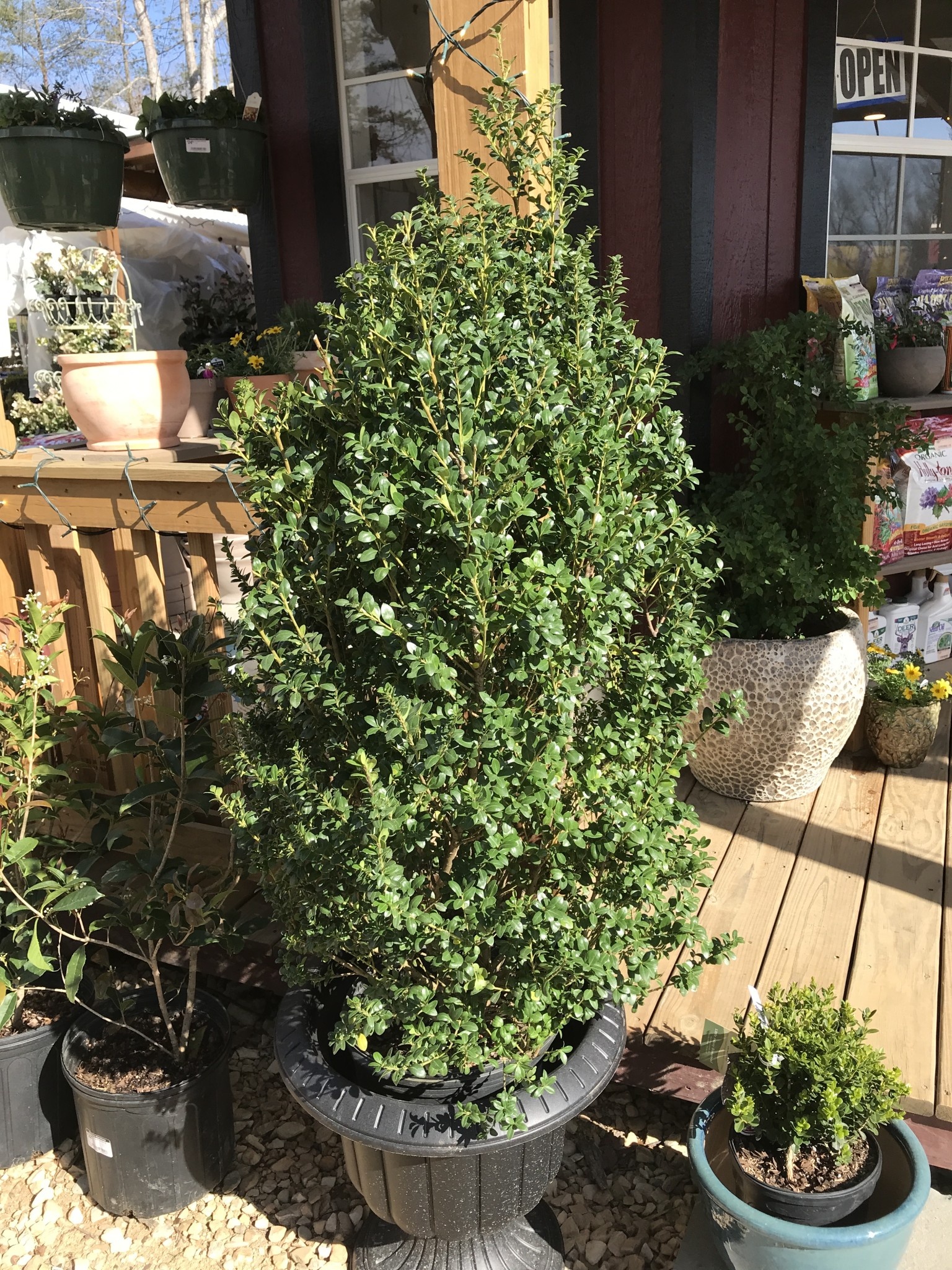 Holly, Ilex crenata 'Steeds' 5G