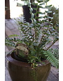 Polystichum acrostichoides 3G CHRISTMAS FERN -native