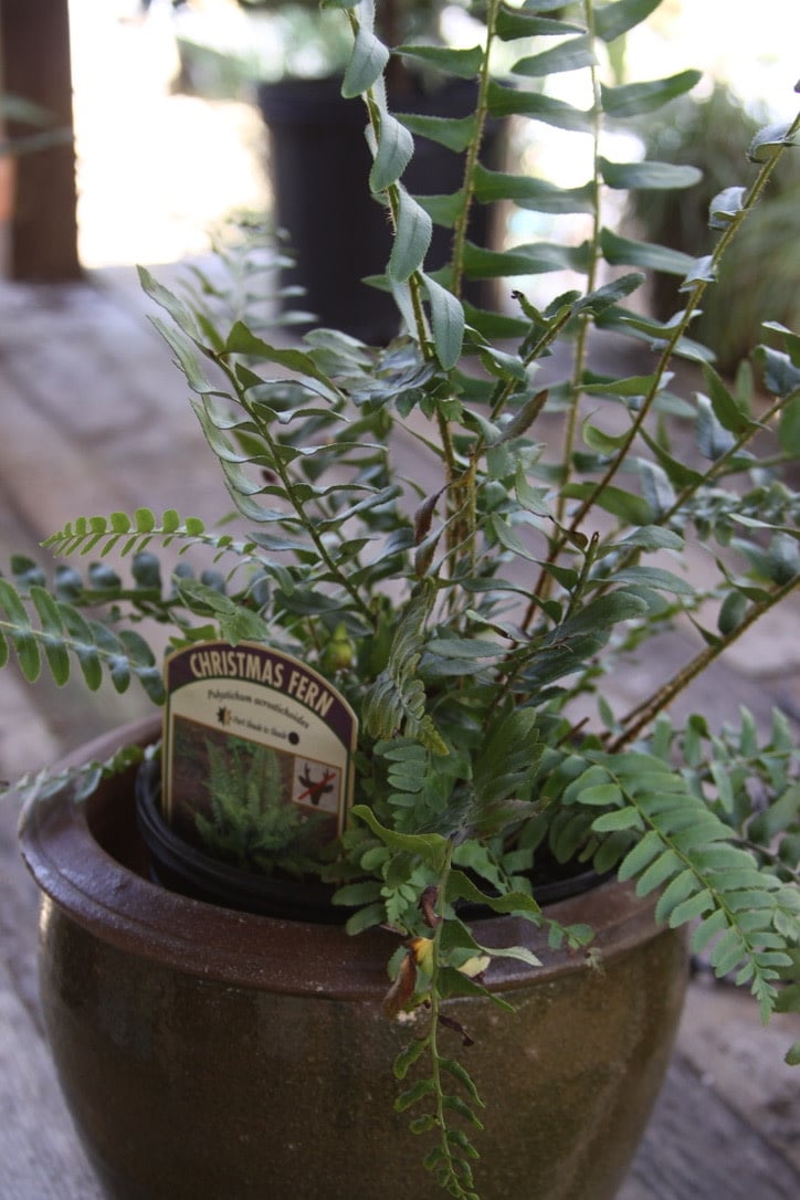 Polystichum acrostichoides 3G CHRISTMAS FERN -native