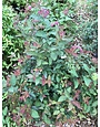 Callicarpa  Purple Beautyberry 'Issai' 3G