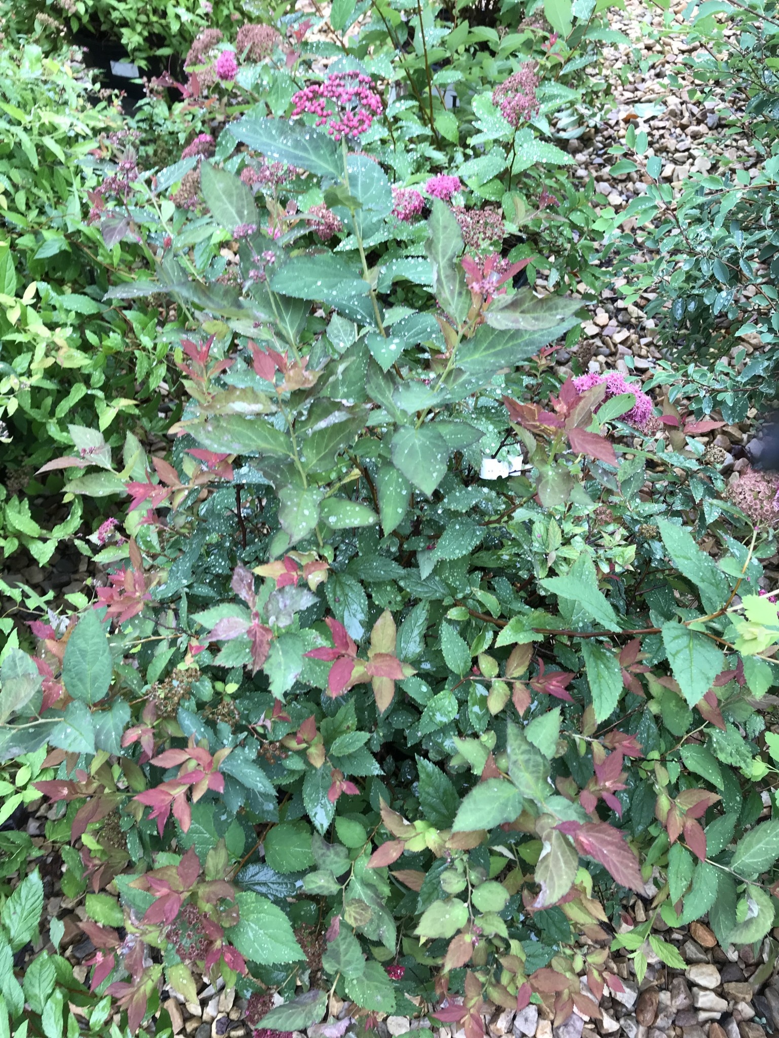 Beautyberry, Callicarpa dichotoma 'Issai' (Purple Berry) 3G