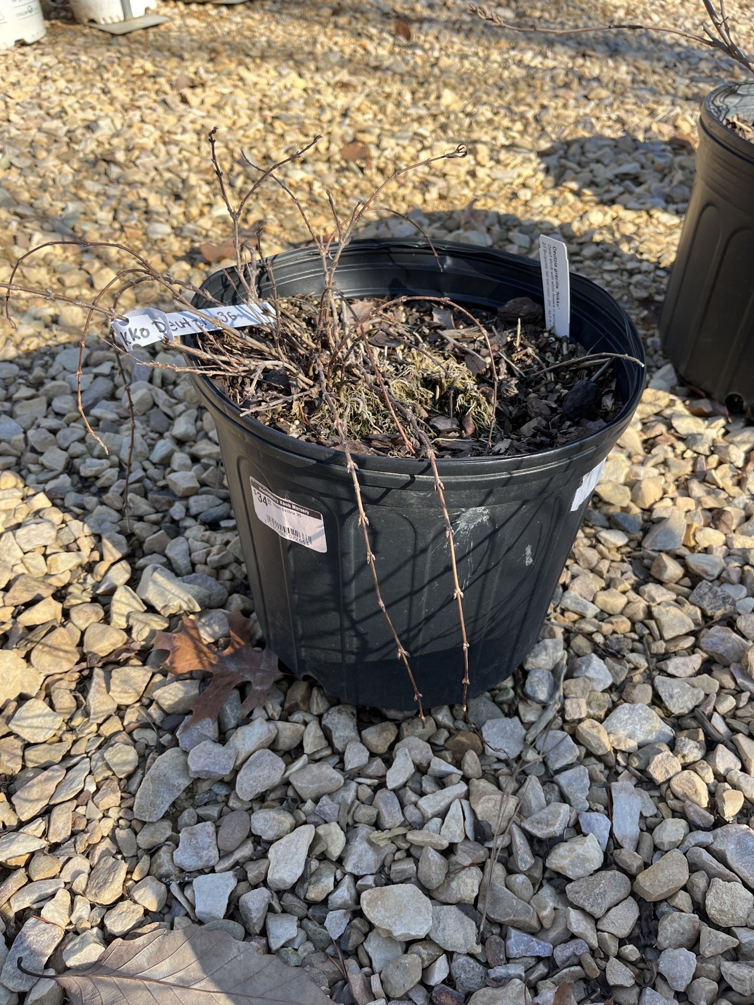 Deutzia, Deutzia gracilis 'Nikko' Dwarf Nikko 3G