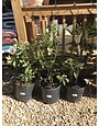 Sweet Olive, Osmanthus fragrans 'Fragrant Tea Olive' 3G