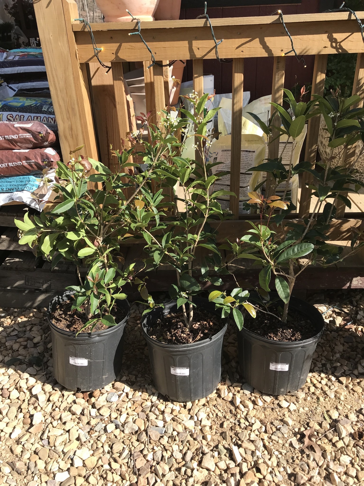 Sweet Olive, Osmanthus fragrans 'Fragrant Tea Olive' 3G