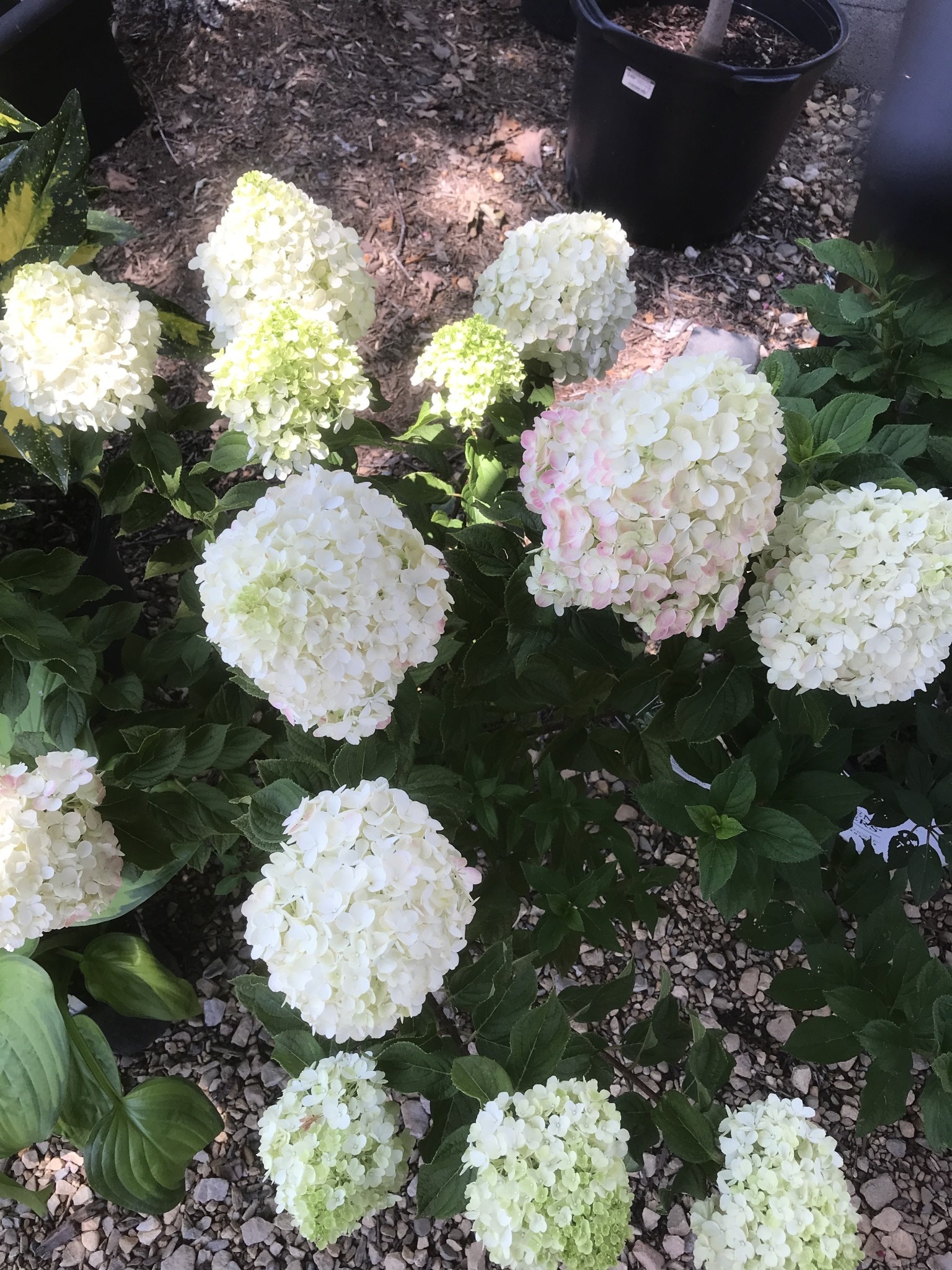 Hydrangea, Hydrangea paniculata 'SMNHPH' Little Lime Punch® 3G