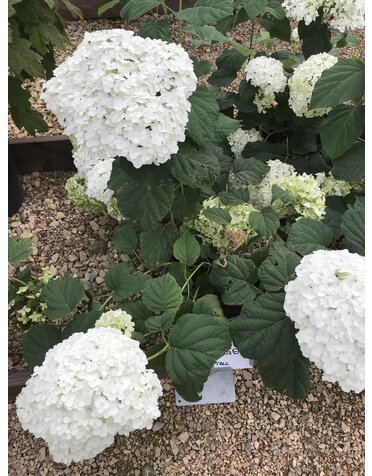 Hydrangea, Hydrangea arborescens 'Abetwo' Incrediball® 3G