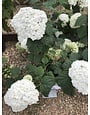 Hydrangea, Hydrangea arborescens 'Abetwo' Incrediball® 3G