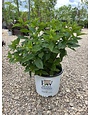 Little Lime Hydrangea 3G