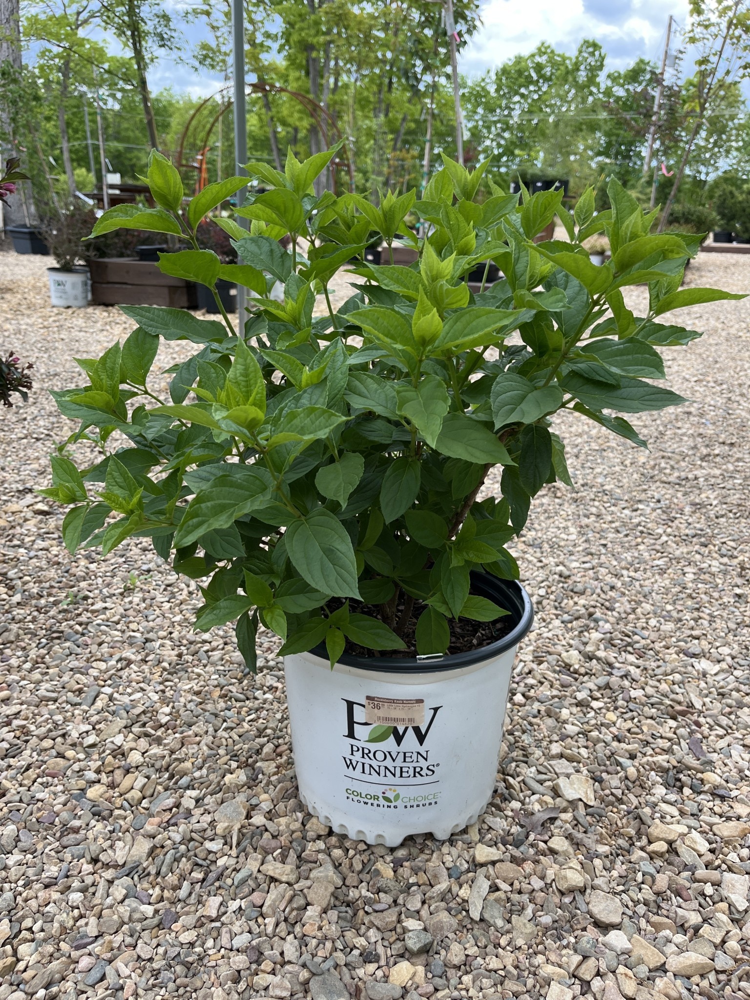 Hydrangea, Hydrangea paniculata 'Jane' Little Lime® 3G