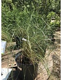 Pink Muhly Grass 3G