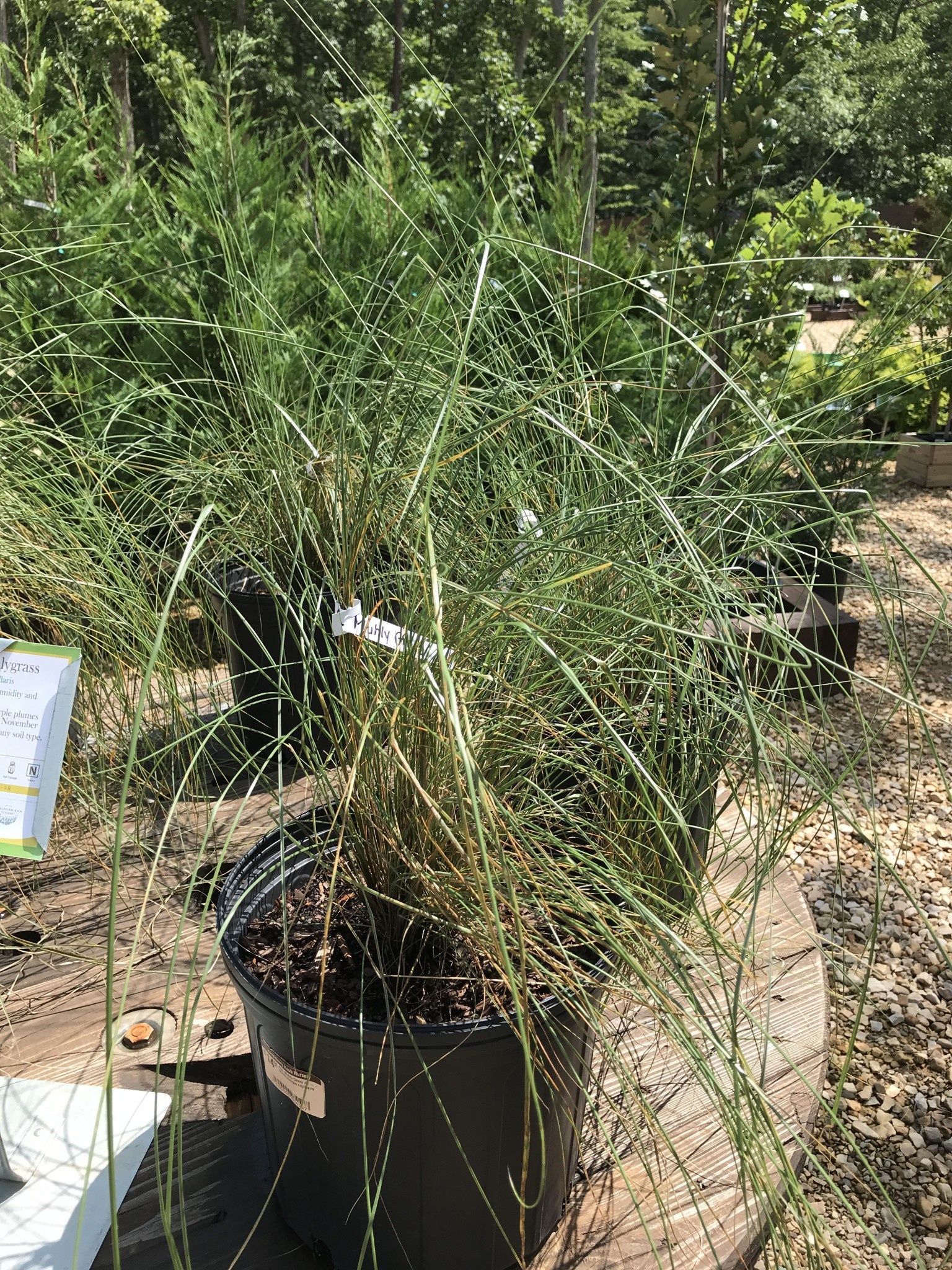 Pink Muhly Grass 3G