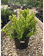 Holly, Dwarf Burford Holly 3G