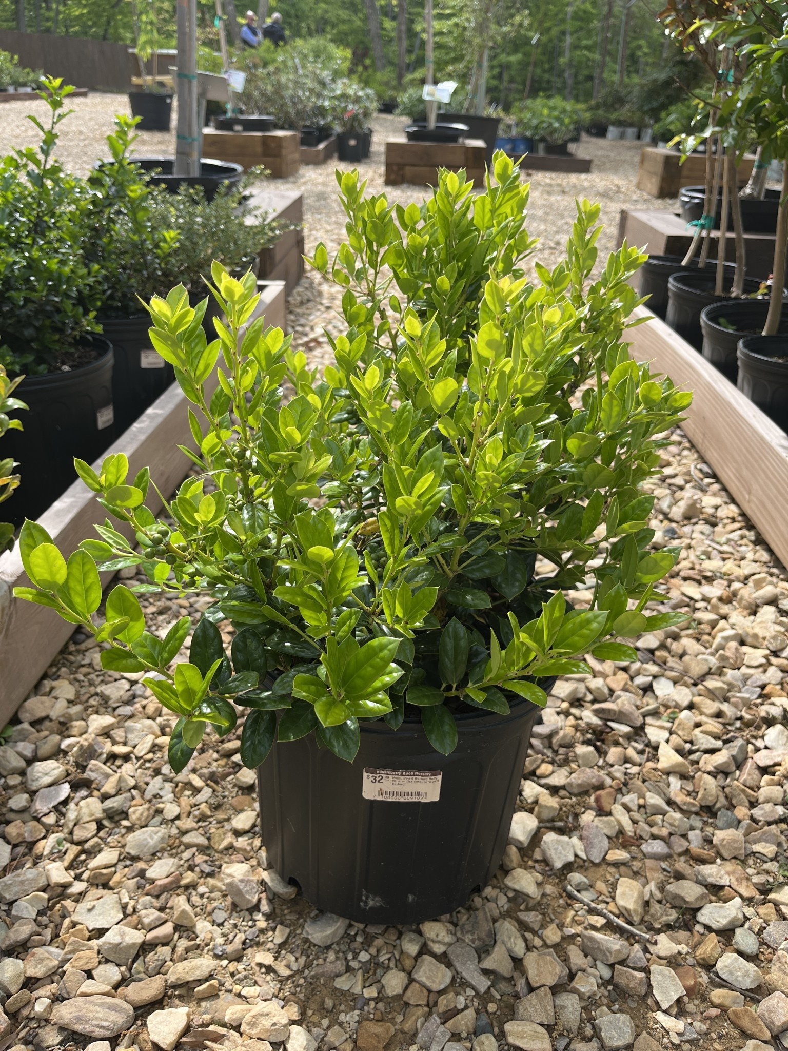 Holly, Ilex cornuta 'Burfordii Nana' Dwarf Burford 3G