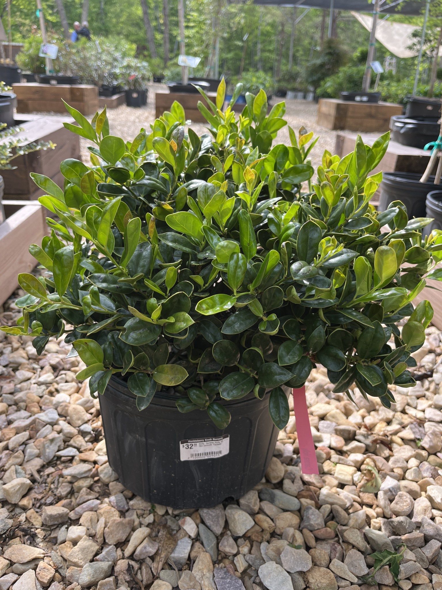 Holly, Ilex cornuta 'Carissa' 3G