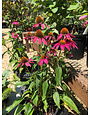 Echinacea purpurea PowWow® Wild Berry, Coneflower NATIVE