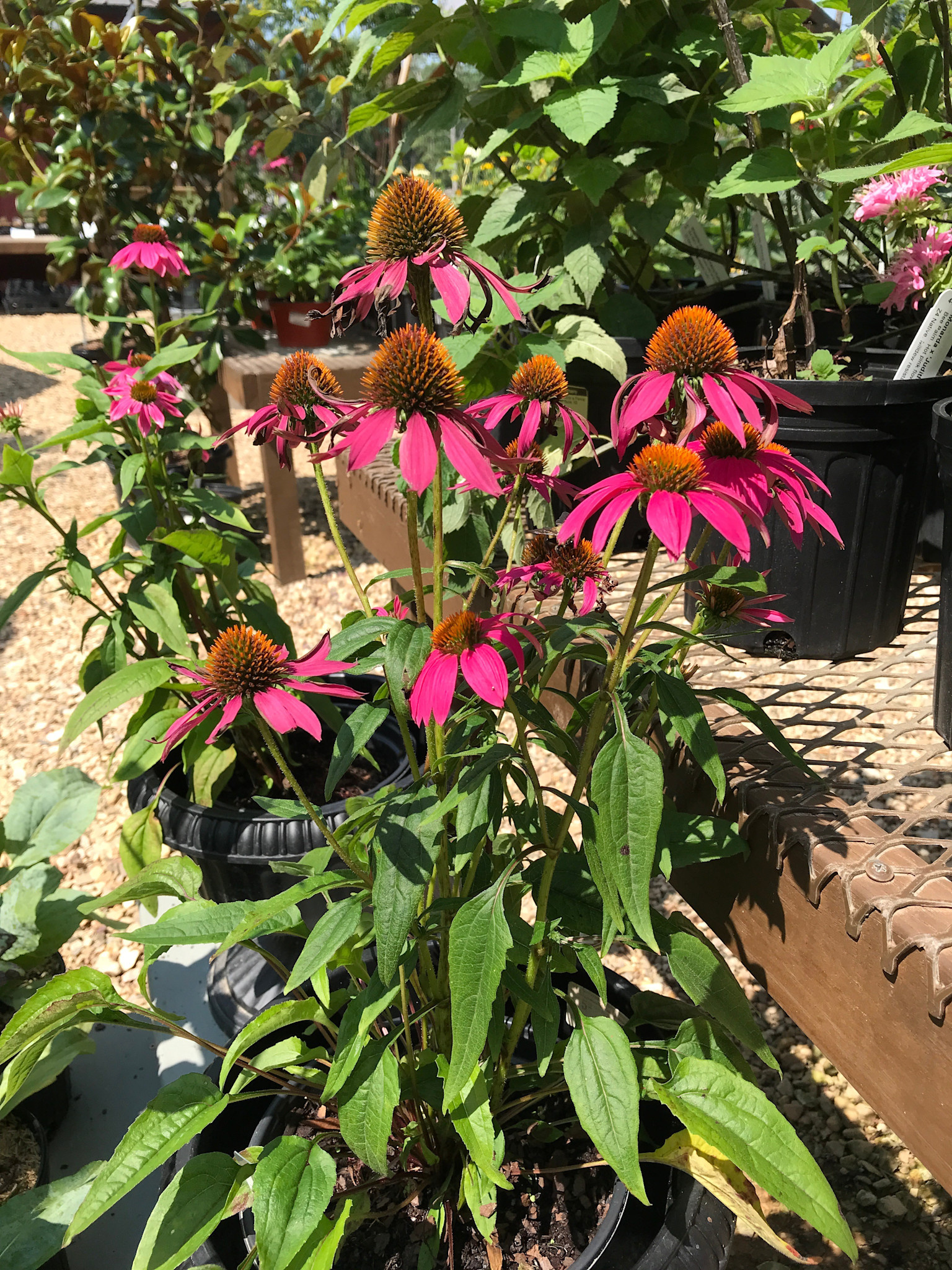 Echinacea purpurea PowWow® Wild Berry, Coneflower NATIVE