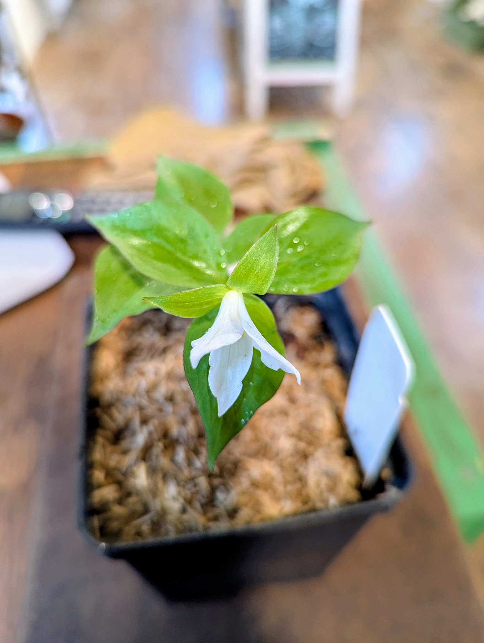 Trillium lutem "Birthroot"