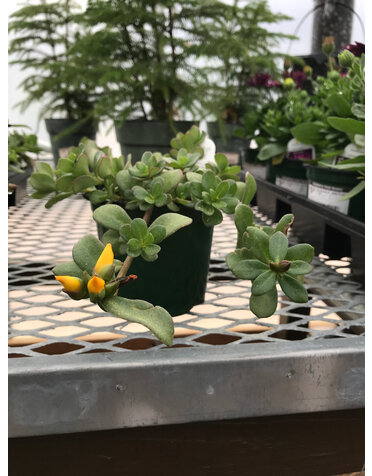Purslane Yellow 4" pot